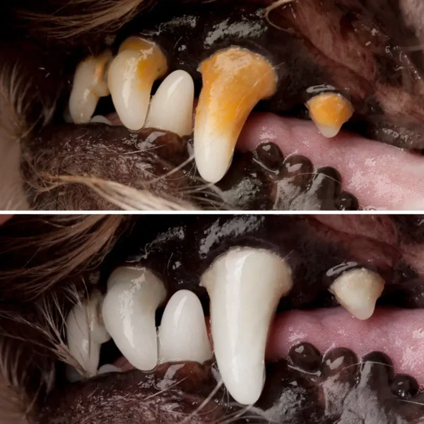 WaterSonic™ Ultrasone Tandreiniger met Waterkoeling voor Honden - Afbeelding 5